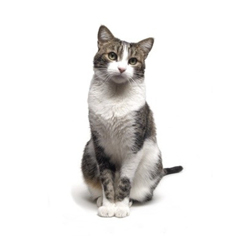 ESPECES-CHAT