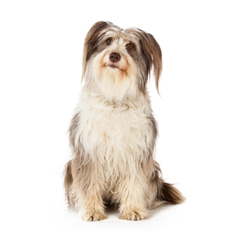 ESPECES-CHIEN